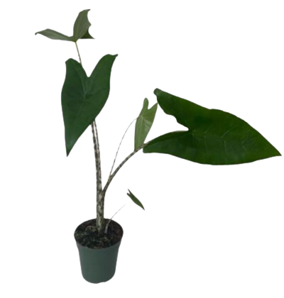 Zebrina